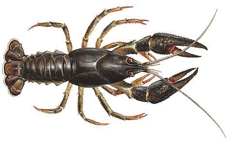 Saldūdens vēzis (Astacus astacus)
© Scandinavian Fishing Year Book – scandposters.com rel=