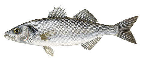 Jūrasasaris jeb labraks
© Scandinavian Fishing Yearbook / WWF-Canon rel=