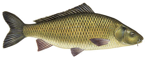 Karpa
© Scandinavian Fishing Yearbook / WWF-Canon rel=