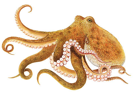 Octopus vulgaris
© Scandinavian Fishing Yearbook / WWF rel=