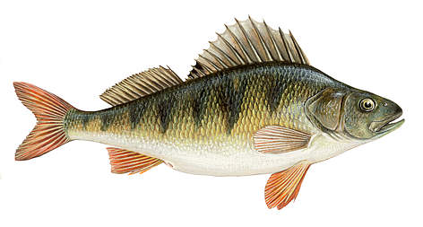 © Scandinavian Fishing Yearbook / WWF
© Scandinavian Fishing Yearbook / WWF rel=