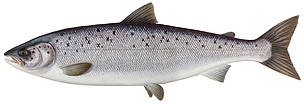 Salmo salar
© Scandinavian Fishing Yearbook / WWF
© Scandinavian Fishing Yearbook / WWF