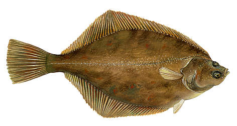 Plekste jeb bute
© Scandinavian Fishing Yearbook / WWF-Canon rel=