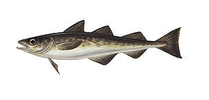Mintajs
© Scandinavian Fishing Yearbook / WWF-Canon
© Scandinavian Fishing Yearbook / WWF-Canon