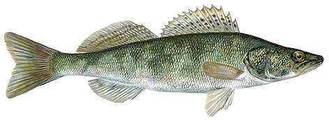 Zandarts
© Scandinavian Fishing Yearbook / WWF-Canon rel=