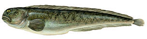 Vilkzivs
© Scandinavian Fishing Yearbook / WWF-Canon
© Scandinavian Fishing Yearbook / WWF-Canon