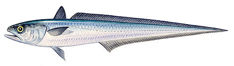 Macruronus spp
© Scandinavian Fishing Yearbook / WWF rel=