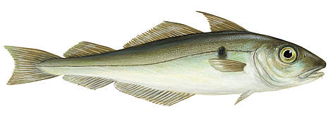 Pikša
© Scandinavian Fishing Yearbook / WWF-Canon rel=