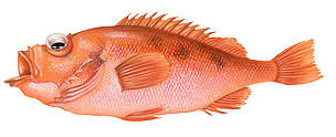 Sarkanasaris
© Scandinavian Fishing Yearbook / WWF-Canon
© Scandinavian Fishing Yearbook / WWF-Canon