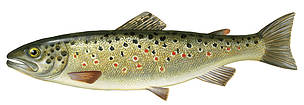 Salmo trutta (Taimiņš)
© Scandinavian Fishing Yearbook / WWF
© Scandinavian Fishing Yearbook / WWF