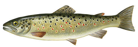 Strauta forele
© Scandinavian Fishing Yearbook / WWF-Canon rel=