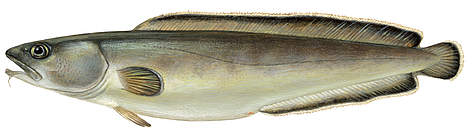 Brosme brosme
© Scandinavian Fishing Yearbook / WWF rel=