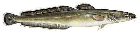 Molva molva
© Scandinavian Fishing Yearbook / WWF rel=