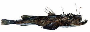 Lophius piscatorius
© Scandinavian Fishing Yearbook / WWF
© Scandinavian Fishing Yearbook / WWF