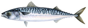 Scomber scombrus
© Scandinavian Fishing Yearbook / WWF
© Scandinavian Fishing Yearbook / WWF