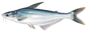 Pangasija
© Scandinavian Fishing Yearbook / WWF-Canon
© Scandinavian Fishing Yearbook / WWF-Canon