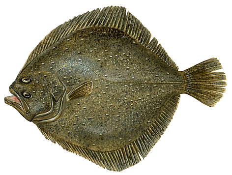 Āte
© Scandinavian Fishing Yearbook / WWF-Canon rel=
