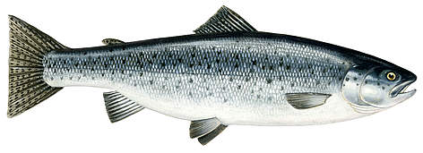 Varavīksnes forele (Oncorhynchus mykiss)
© Scandinavian Fishing Yearbook / WWF-Canon rel=