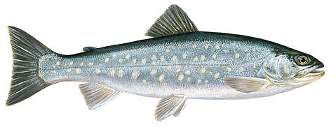 Scandinavian Fishing Yearbook
© Scandinavian Fishing Yearbook rel=