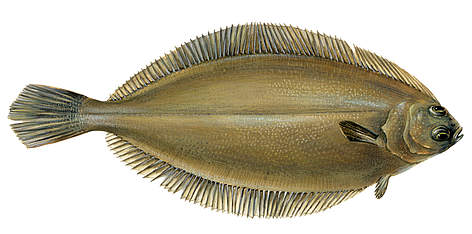 Sarkanā plekste
© Scandinavian Fishing Yearbook / WWF-Canon rel=