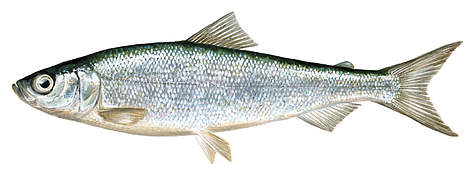 Repsis (Coregonus albula)
© Scandinavian Fishing Yearbook / WWF-Canon rel=