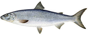 Sīga (Coregonus lavaretus)
© Scandinavian Fishing Yearbook / WWF-Canon
© Scandinavian Fishing Yearbook / WWF-Canon