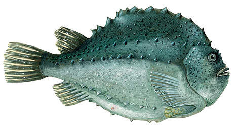 Zaķzivs (Cyclopterus lumpus)
© Scandinavian Fishing Yearbook / WWF-Canon rel=