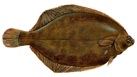 Microstomus spp (Mazmutes plekste)
© Scandinavian Fishing Yearbook / WWF rel=