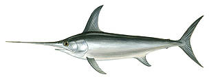 Zobenzivs
© Scandinavian Fishing Yearbook / WWF-Canon
© Scandinavian Fishing Yearbook / WWF-Canon