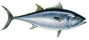 Zilā tunzivs
© Scandinavian Fishing Yearbook / WWF-Canon
© Scandinavian Fishing Yearbook / WWF-Canon