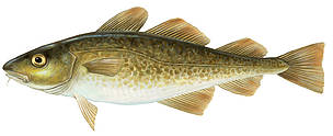 Menca
© Scandinavian Fishing Yearbook / WWF-Canon
© Scandinavian Fishing Yearbook / WWF-Canon
