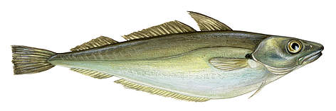 Merlangs
© Scandinavian Fishing Yearbook / WWF-Canon rel=