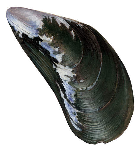 Blue mussel (Mytilus edulis)
© Scandinavian Fishing Yearbook / WWF-Canon rel=