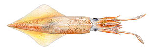 Loligo edulis
© Scandinavian Fishing Yearbook / WWF
© Scandinavian Fishing Yearbook / WWF