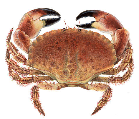 Cancer pagurus
© Scandinavian Fishing Yearbook / WWF rel=