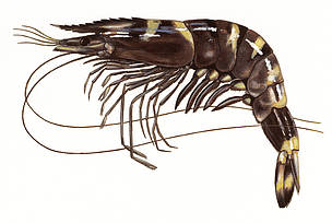 Penaeus monodon
© Scandinavian Fishing Yearbook / WWF
© Scandinavian Fishing Yearbook / WWF