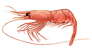 Pandalus borealis
© Scandinavian Fishing Yearbook / WWF
© Scandinavian Fishing Yearbook / WWF