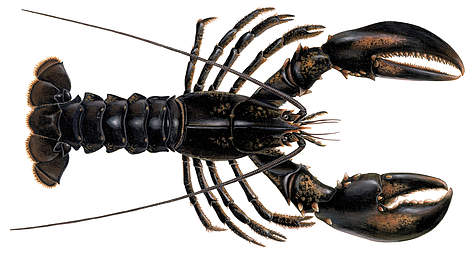Omārs
© Scandinavian Fishing Yearbook / WWF-Canon rel=