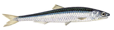 Anšovs
© Scandinavian Fishing Yearbook / WWF-Canon rel=