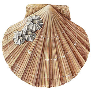 Ķemmīšgliemenes (Pecten jacobaeus)
© Scandinavian Fishing Yearbook / WWF-Canon
© Scandinavian Fishing Yearbook / WWF-Canon