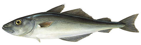 Saida (Pollachius virens).
© Scandinavian Fishing Yearbook / WWF-Canon rel=