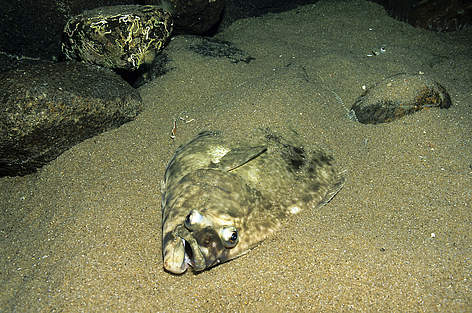 Atlantijas paltuss (Hippoglossus hippoglossus), Hirtšalle, Dānija
© Erling Svensen / WWF rel=