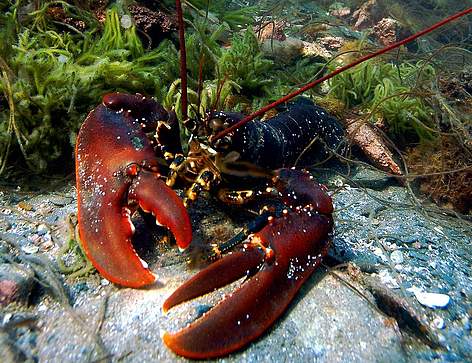 Omārs (Homarus gammarus), Kvitsoja, Norvēģija.
© Erling Svensen / WWF rel=