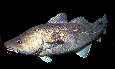 Atlantijas menca (Gadus morhua), Bergena, Norvēģija.
© Erling Svensen / WWF rel=