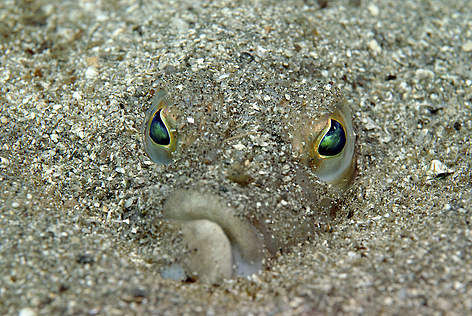 Jūras zeltplekste (Pleuronectes platessa), Egersunda, Norvēģija.
© Erling Svensen / WWF rel=