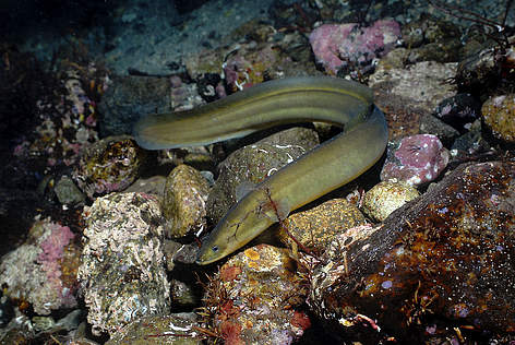 Eiropas zutis (Anguilla anguilla), Hardangera, Norvēģija.
© Erling Svensen / WWF rel=