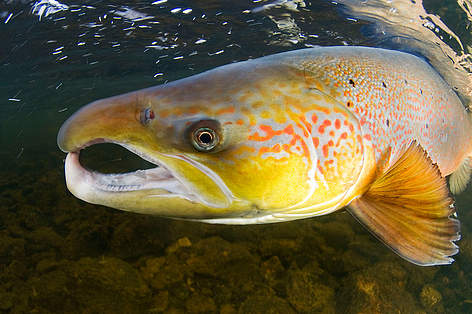 Atlantijas lasis (Salmo salar), Orklas upe, Norvēģija.
© Wild Wonders of Europe /Magnus Lundgren / WWF rel=