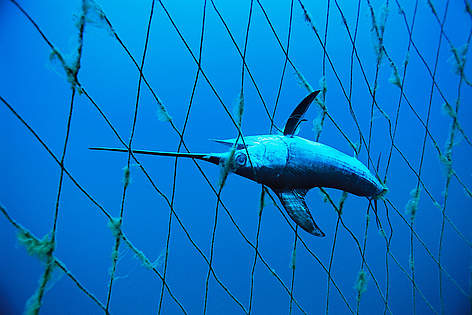 Zobenzivs (Xiphias gladius) mirusi zvejas tīklā. Tīkls izlikts zilspuru tunzivju zvejai. Zobenzivs ...
© Brian J. Skerry / National Geographic Stock / WWF rel=
