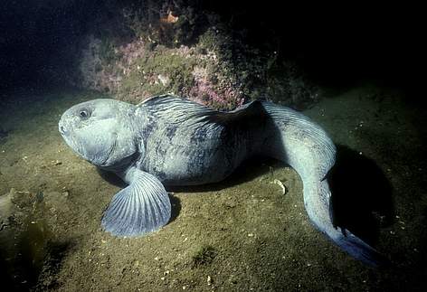 Atlantijas vilkzivs (Anarhichas lupus) in Atlantijas okeāns, Sv. Margaretas līcis, Kanāda.
© Gilbert Van Ryckevorsel / WWF-Canada rel=