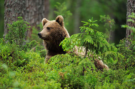 Brūnais lācis (Ursus arctos)
© Wild Wonders of Europe /Staffan Widstrand / WWF Brūnais lācis (Ursus arctos), Somija, 2008. gada jūlijs rel=